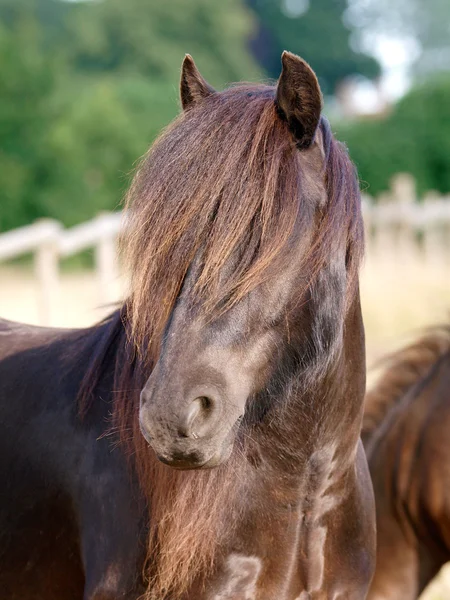 Hästhuvud skott — Stockfoto