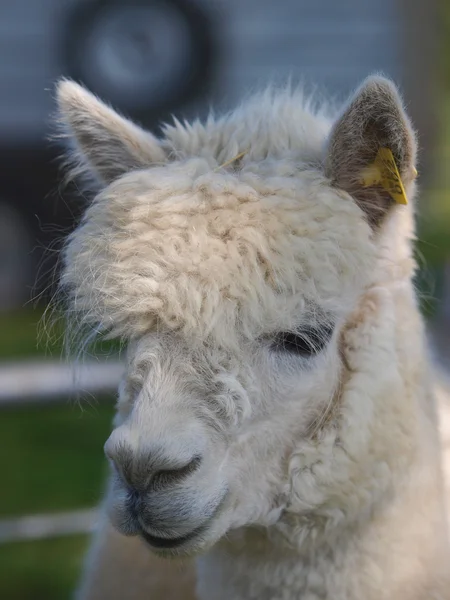 Alpaca Headshot — Stock Photo, Image