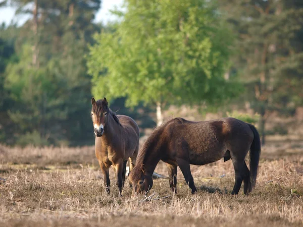 Pony selvatici — Foto Stock