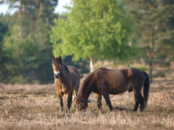 Wildponys — Stockfoto