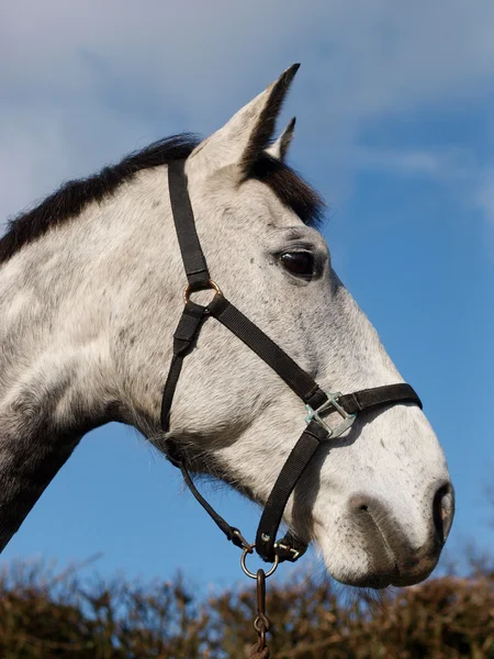 Cabeza de caballo tiro —  Fotos de Stock