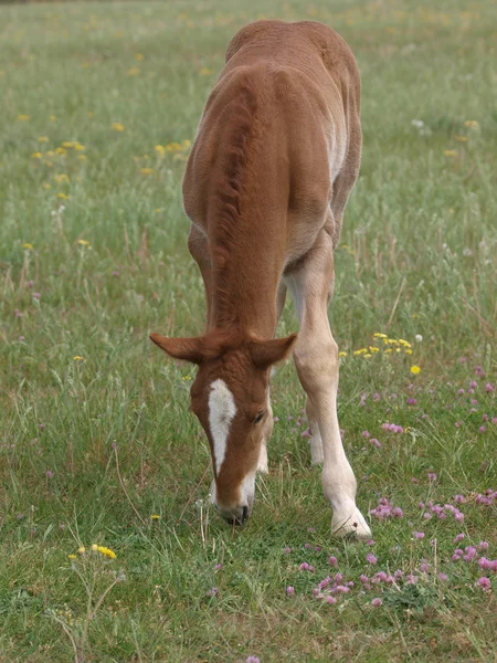 Young Foal — Stock Photo, Image