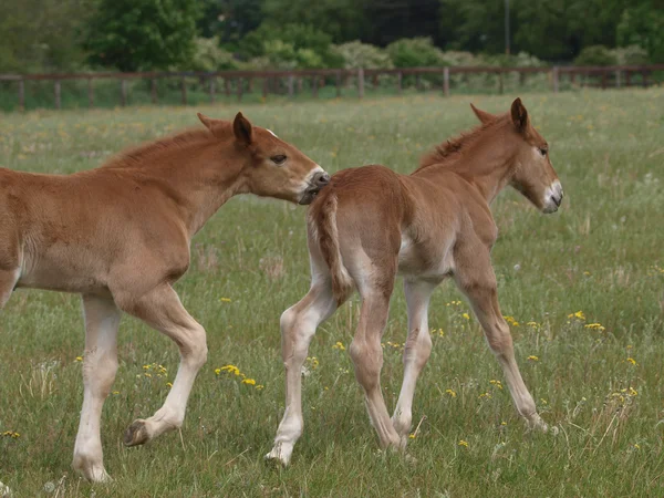 Playing Foals — Stock Photo, Image