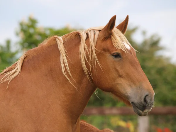 Cabeza de caballo castaño tiro —  Fotos de Stock