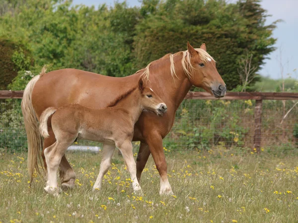 馬と子馬 — ストック写真