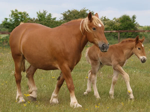 Mare and Foal — Stock Photo, Image