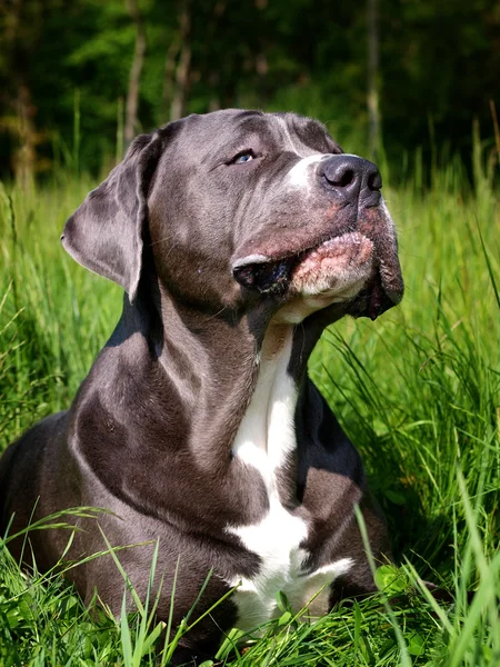 köpek kafa vurdu