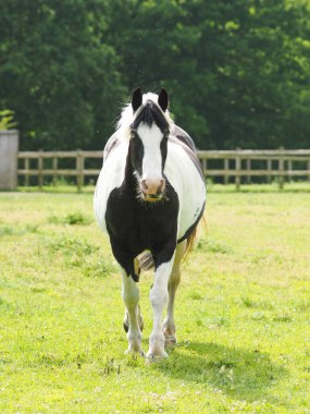 A single piebald horse walks towards the camera in a summer paddock. clipart
