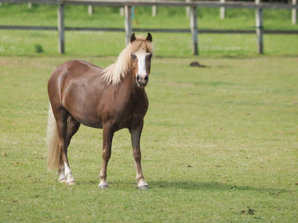 Single Chestnut Pony Stands Looks Camera Summer Paddock — Photo