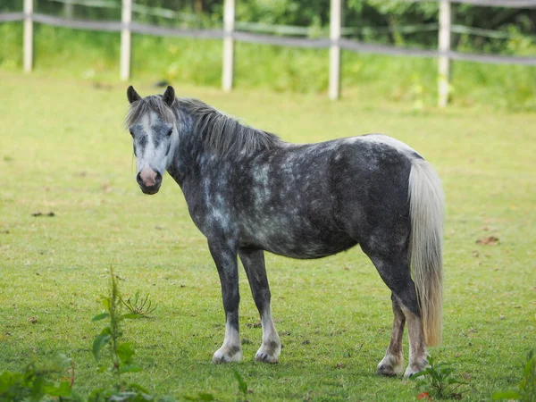 Single Grey Pony Stands Looks Camera Summer Paddock — Fotografia de Stock