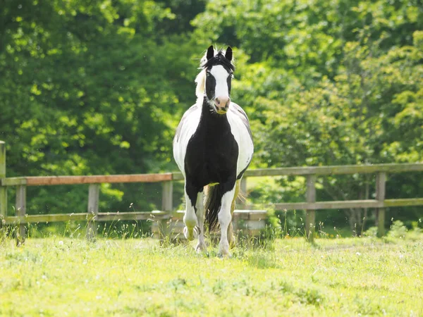 Solo Caballo Piebaldo Trota Hacia Cámara Paddock Verano — Foto de Stock