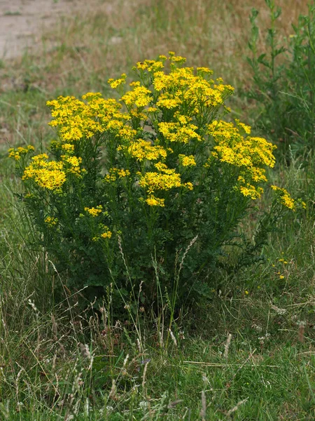 Een Close Van Een Giftige Ragwort Plant — Stockfoto