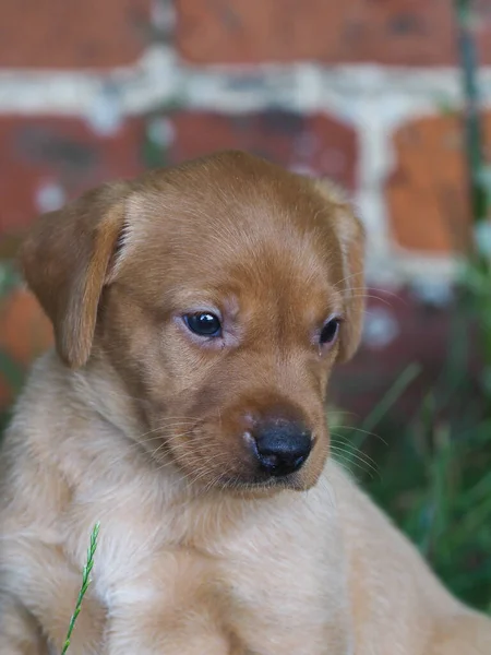 Cute Retriver Puppy Sits Summer Garden — Photo