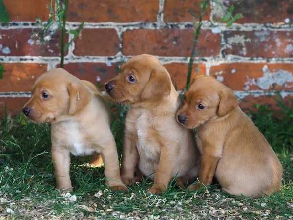 Three Cute Retriver Puppies Sitting Garden — Stock Photo, Image