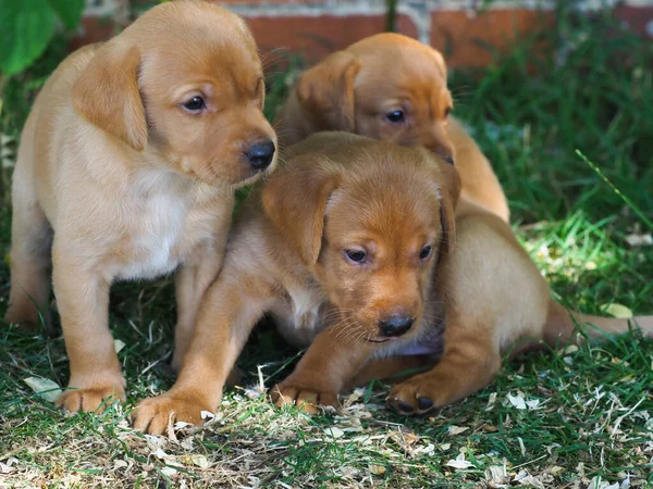 Three Cute Retriver Puppies Sitting Garden — Stock Photo, Image