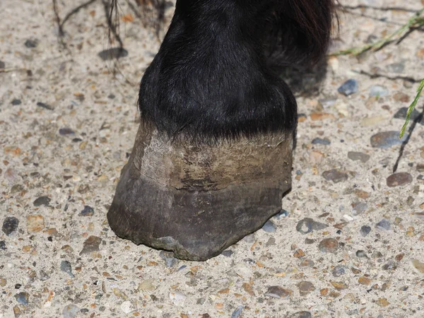 Close Grown Horse Hoof — Fotografia de Stock