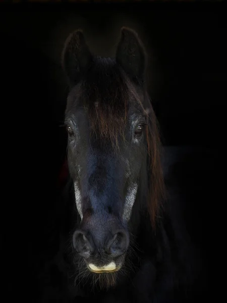 Een Kopstoot Van Een Oud Paard Tegen Een Zwarte Achtergrond — Stockfoto