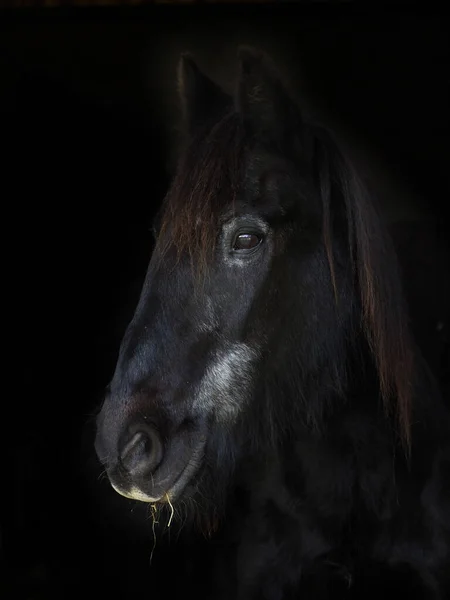 Headshot Old Horse Black Background — Stock Photo, Image