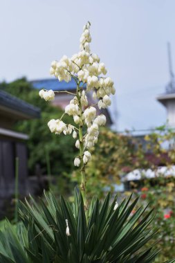 Yucca (İspanyol hançeri) çiçekleri. Kuşkonmaz her zaman yeşil çalı.