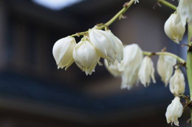 Yucca (İspanyol hançeri) çiçekleri. Kuşkonmaz her zaman yeşil çalı.