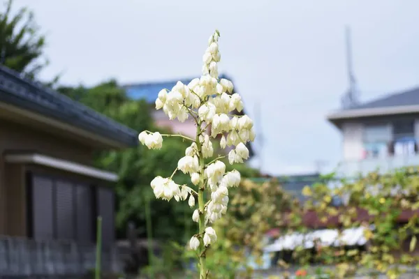 Yucca Spanyol Tőr Virágok Spárga Örökzöld Cserje — Stock Fotó