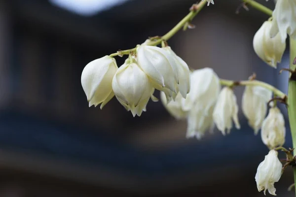 Yucca (İspanyol hançeri) çiçekleri. Kuşkonmaz her zaman yeşil çalı.
