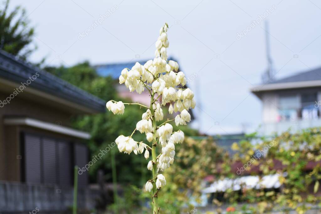 Yucca (Spanish dagger) flowers. Asparagaceae evergreen shrub.