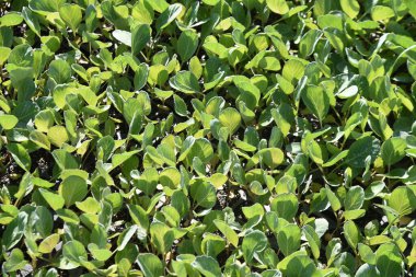 Lahana yetiştiriciliği. Lahana ekim ayında ekilir, Kasım ayında ekilir ve sonraki yılın Mayıs ayında hasat edilir..