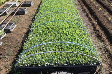 Lahana yetiştiriciliği. Lahana ekim ayında ekilir, Kasım ayında ekilir ve sonraki yılın Mayıs ayında hasat edilir..