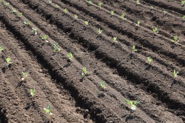 Lahana yetiştiriciliği. Lahana ekim ayında ekilir, Kasım ayında ekilir ve sonraki yılın Mayıs ayında hasat edilir..