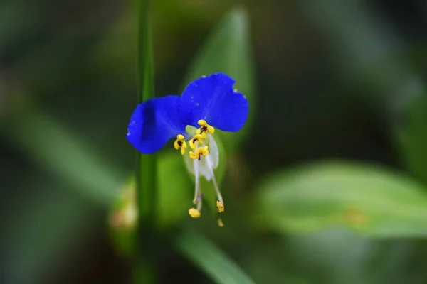 Asiatic Dayflower Commelinaceae Annual Plants Grows Roadside Flowers Bloom Morning — Stock Photo, Image