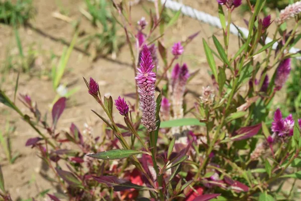Celosia Argentea Fleurs Amaranthaceae Plantes Annuelles Période Floraison Est Juillet — Photo