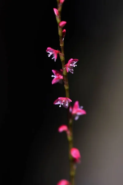 Flores Semente Abóbora Polygonaceae Plantas Perenes Pequenas Flores Vermelhas Brancas — Fotografia de Stock