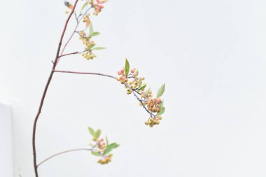 Boğaz üzümü. Rosaceae yaprak döken çalı. Böğürtlenler yenilebilir ve reçel ve meyve şarabı için kullanılır..