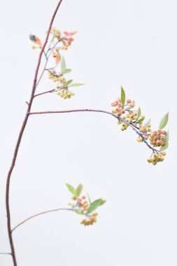 Boğaz üzümü. Rosaceae yaprak döken çalı. Böğürtlenler yenilebilir ve reçel ve meyve şarabı için kullanılır..