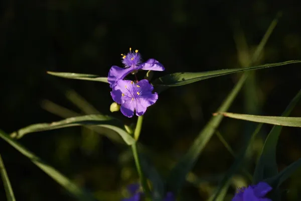 Цветы Паучьего Сусла Коммелиновые Многолетние Растения Цветет Утром Сдувается Второй — стоковое фото