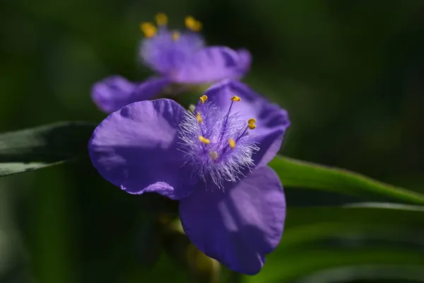 Kwiaty Pająka Wieloletnie Rośliny Commelinaceae Kwitnie Rano Schodzi Południu — Zdjęcie stockowe