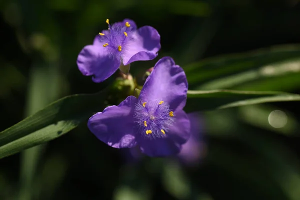 Kwiaty Pająka Wieloletnie Rośliny Commelinaceae Kwitnie Rano Schodzi Południu — Zdjęcie stockowe