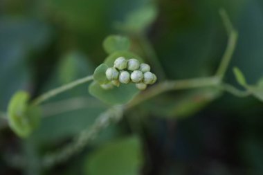 Persicaria perfoliata üzümü. Polygonaceae yıllık asma bitkileri.