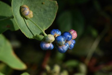 Persicaria perfoliata üzümü. Polygonaceae yıllık asma bitkileri.