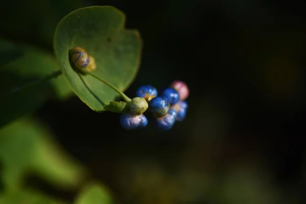 多年草の果皮の果実 ポリゴナス科の年間つる植物 — ストック写真