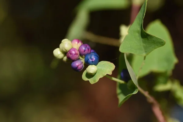 Persicaria Perfoliata Berries Polygonaceae Annual Vine Plants — Stock Photo, Image