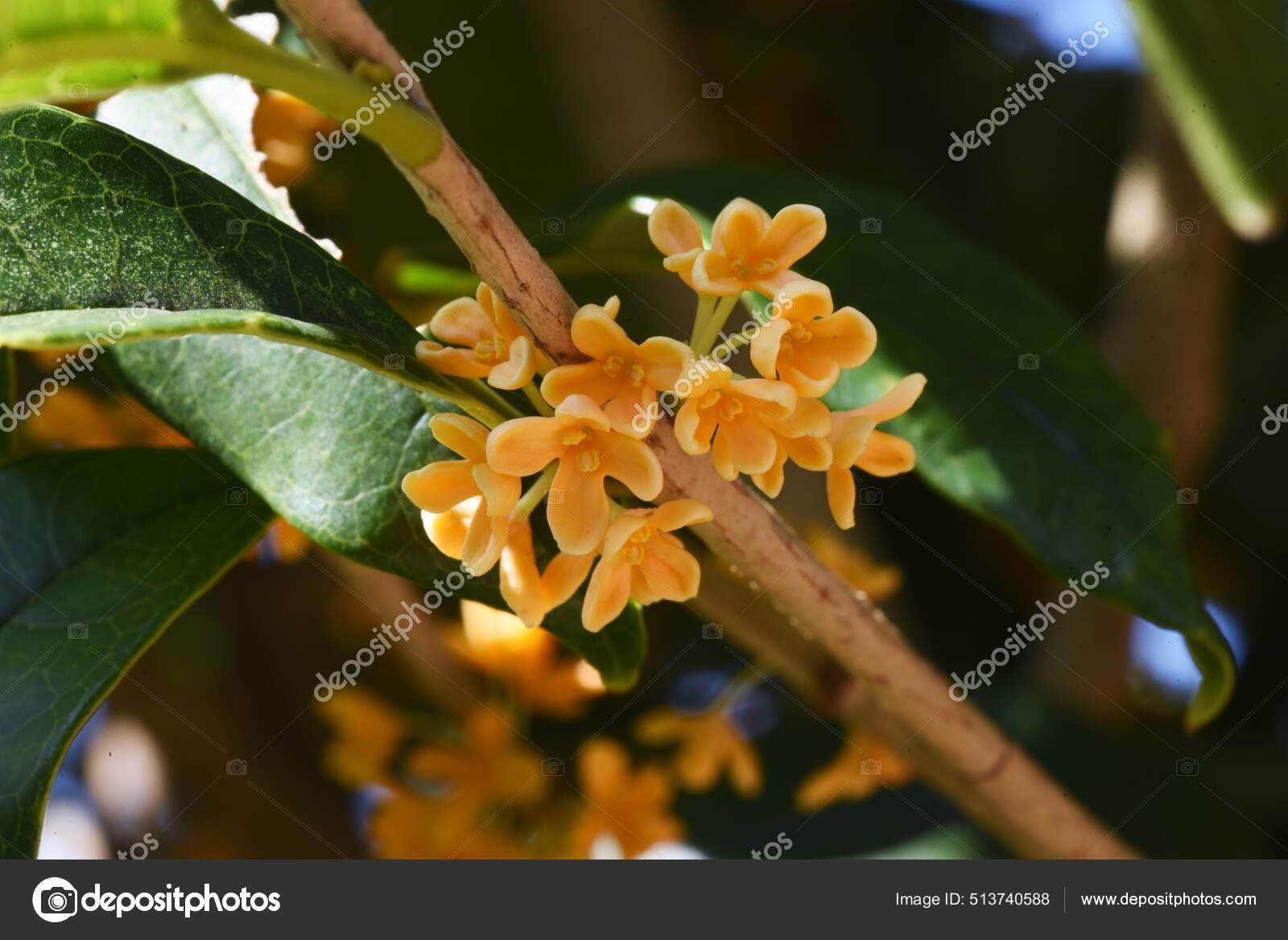 Flores Oliva Cor Laranja Perfumadas Oleaceae Árvore Perene Estação Floração  — Fotografias de Stock © YK1500 #513740588