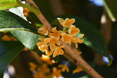  Portakal kokulu zeytin çiçekleri. Oleaceae her zaman yeşildir. Çiçek açma mevsimi Eylül 'den Ekim' e kadar tatlı bir kokuyla.