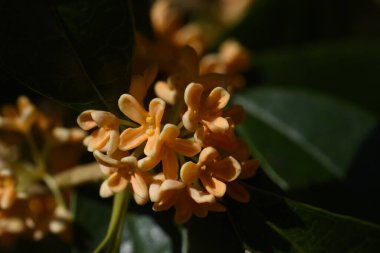  Portakal kokulu zeytin çiçekleri. Oleaceae her zaman yeşildir. Çiçek açma mevsimi Eylül 'den Ekim' e kadar tatlı bir kokuyla.