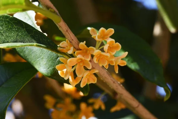 Geurende Oranjekleurige Olijfbloemen Oleaceae Groenblijvende Boom Bloeitijd Van September Tot — Stockfoto