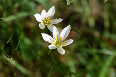 Beyaz yağmurlu zambak çiçekleri. Amarillidaceae ampul kaplama. Çiçek açma zamanı Temmuz 'dan Eylül' e kadardır..