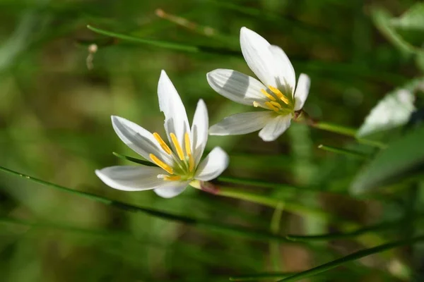 Białe Kwiaty Lilii Płaszcze Bulwiaste Amaryllidaceae Okres Kwitnienia Trwa Lipca — Zdjęcie stockowe