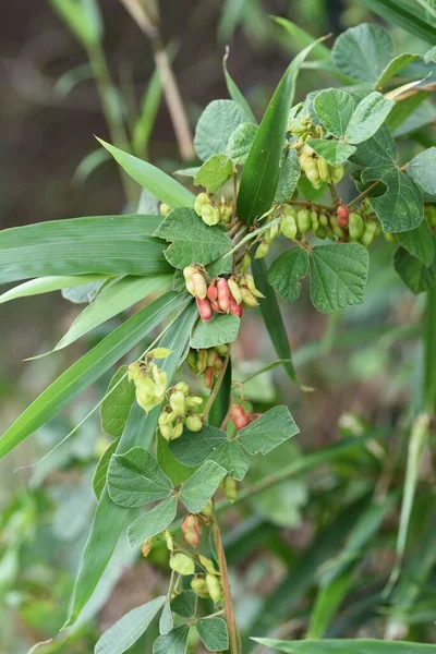 Rhynchosia Volubilis Flores Frutos Semillas Fabaceae Vid Perenne —  Fotos de Stock