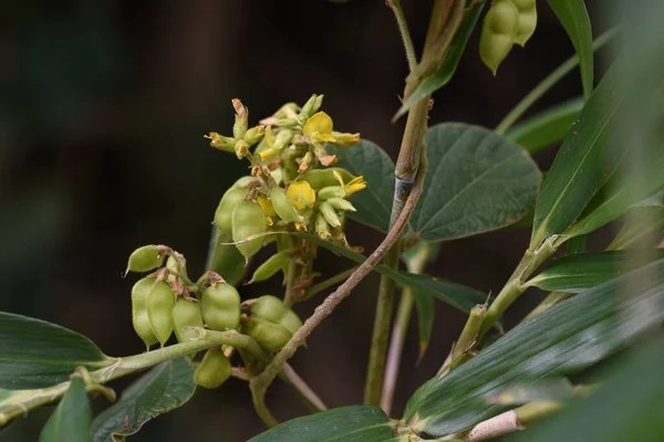 Rhynchosia Çiçekleri Meyveleri Tohumları Hacim Eder Fabaceae Daimi Sarmaşığı — Stok fotoğraf